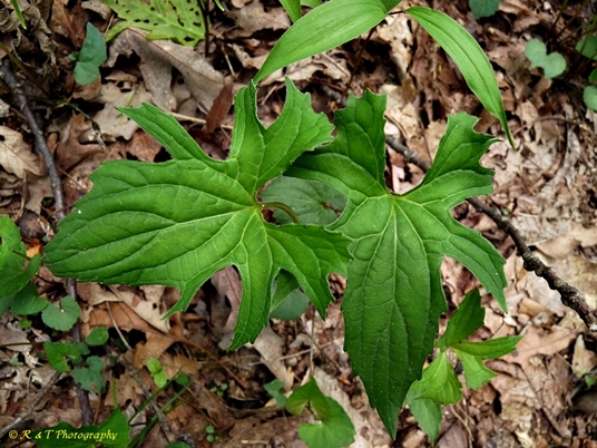 {Viola palmata}
